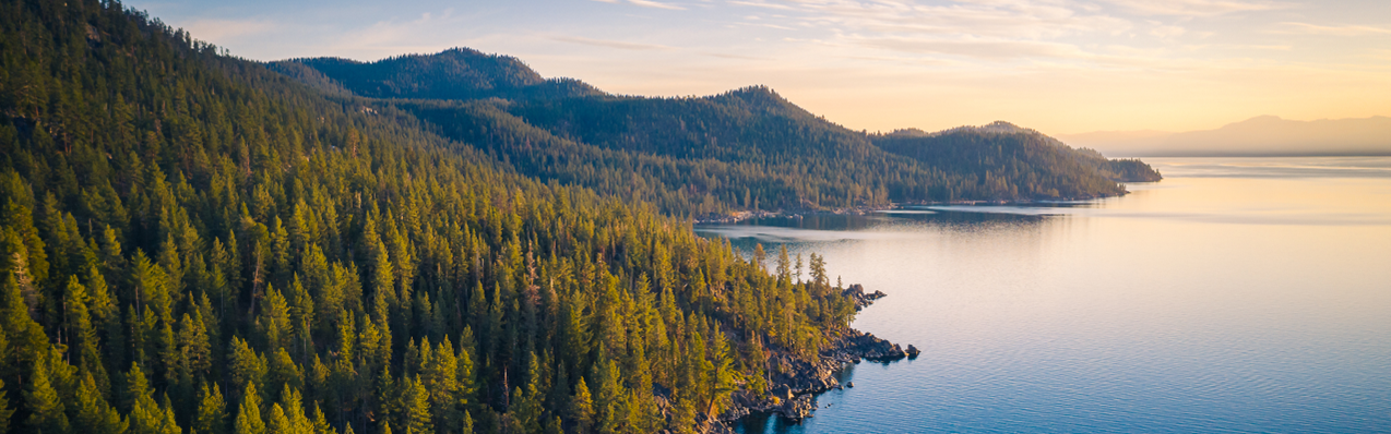 forêt de sapins près d'un lac