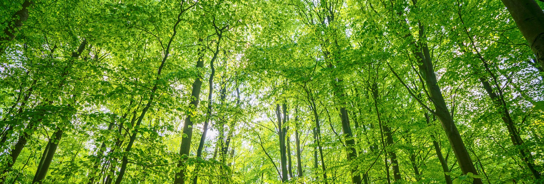 arbres dans une forêt